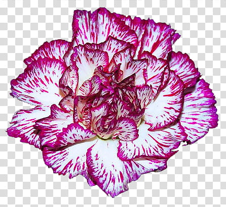 Carnation , red and white flower transparent background PNG clipart