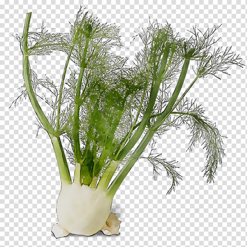 Carrot, Fennel, Herb, Plant Stem, Grasses, Plants, Aquarium Decor, Flower transparent background PNG clipart