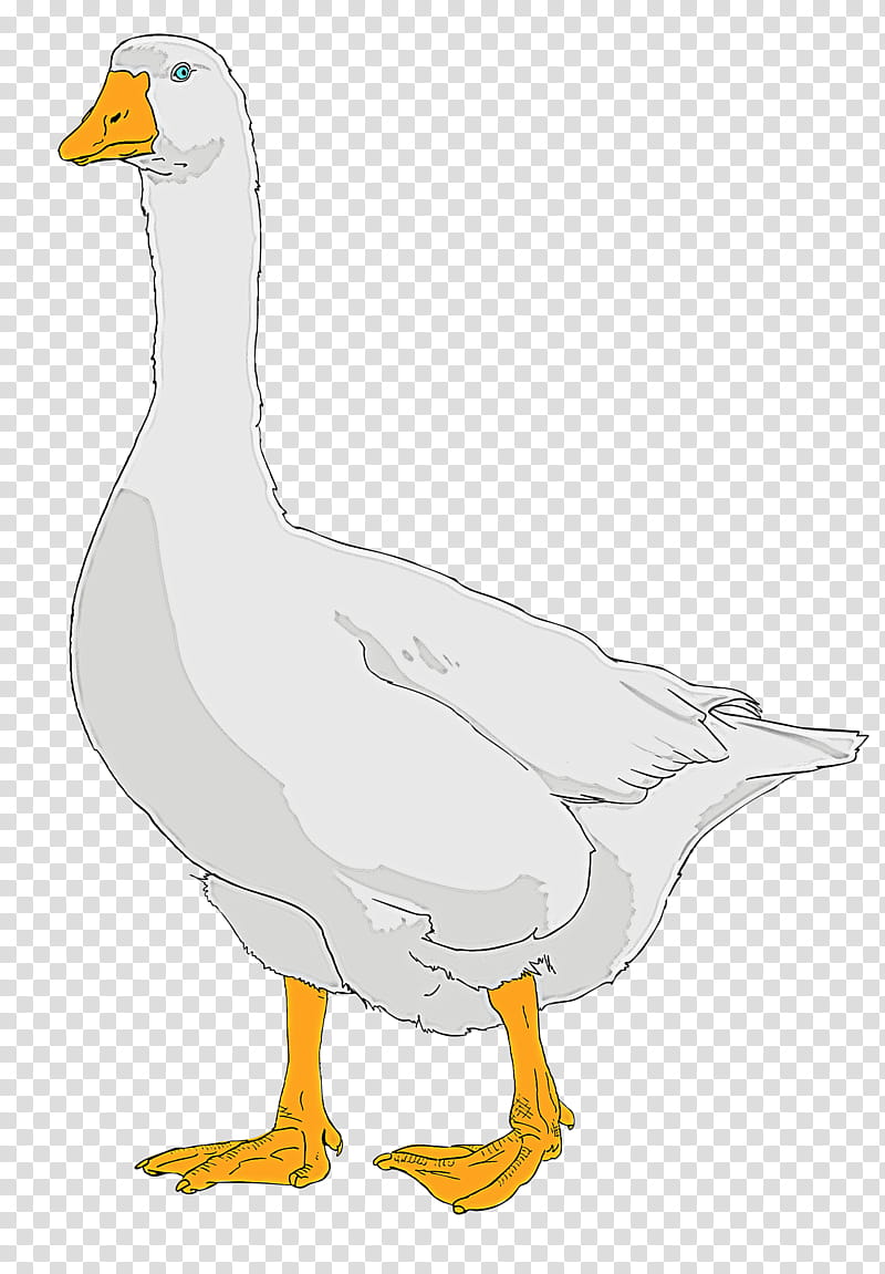 bird beak duck goose water bird, Ducks Geese And Swans, Waterfowl, Live, American Black Duck, Mallard transparent background PNG clipart