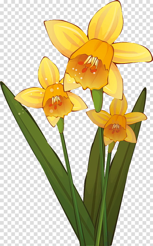 Orange, Flower, Petal, Narcissus, Plant, Yellow, Terrestrial Plant, Orchid transparent background PNG clipart
