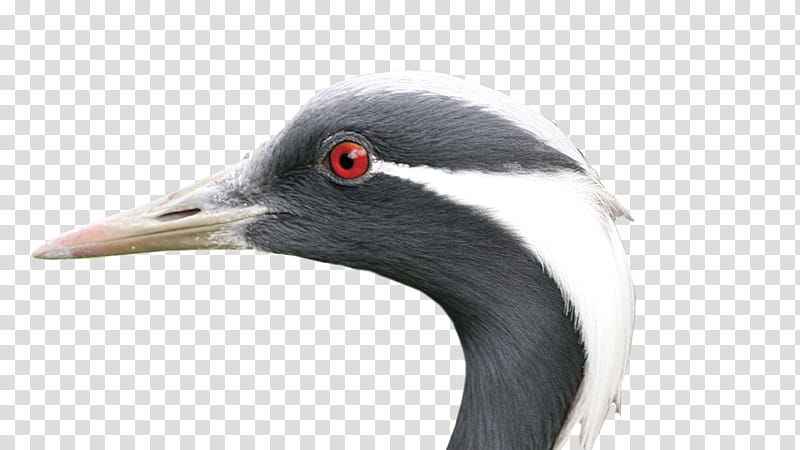 Crane Bird, Earth, Water Bird, Neck, Soil, Beak, Seabird, Feather transparent background PNG clipart