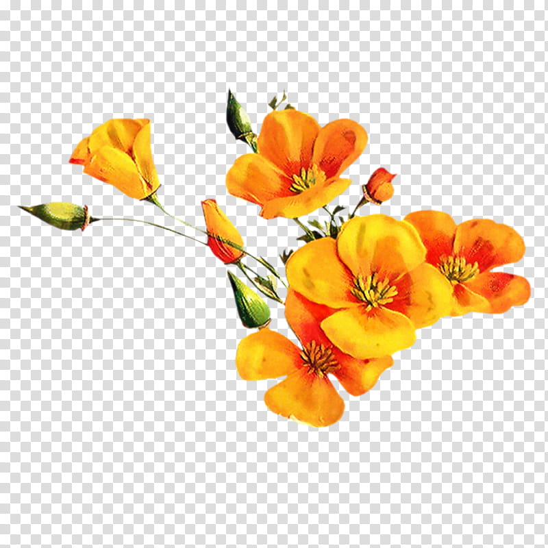 Flowers, Floral Design, Orange, Cut Flowers, Petal, Color, Sound, Mikhail Shufutinsky transparent background PNG clipart