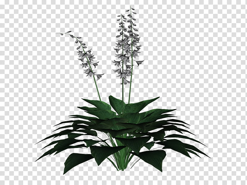 hostas, green-leafed outdoor plant transparent background PNG clipart