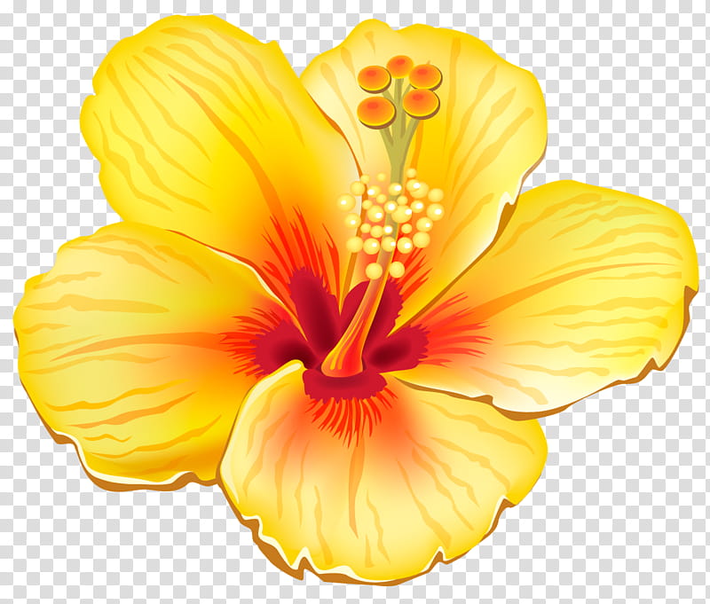 Tropical , yellow hibiscus illustration transparent background PNG clipart