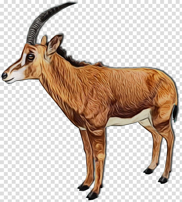 Goat, Gemsbok, Waterbuck, Horn, Impala, Caprinae, Zoo Tycoon 2, Sable Antelope transparent background PNG clipart