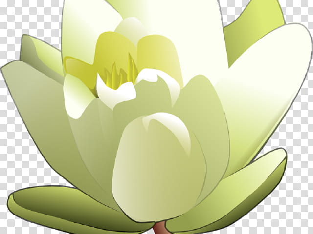White Lily Flower, White Waterlily, Nymphaea Lotus, Water Lily Water Lily, Nymphaea Nelumbo, Water Lilies, Green, Petal transparent background PNG clipart
