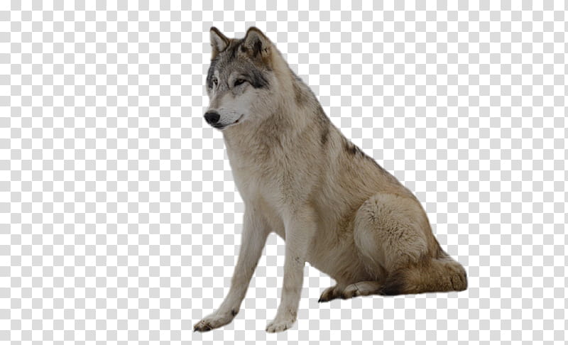 Wolf, African Wild Dog, Czechoslovakian Wolfdog, Coyote, Saarloos ...