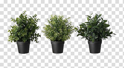 green leaf plants on black pots transparent background PNG clipart