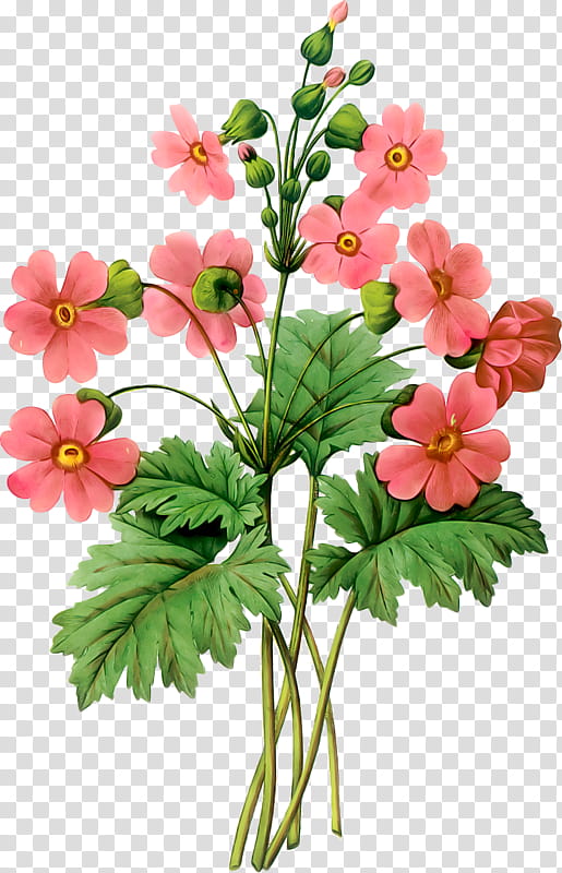 Flowers, Primrose, Bears Ear, Garden, Pinkladies, Japanese Anemone, Plant, Petal transparent background PNG clipart