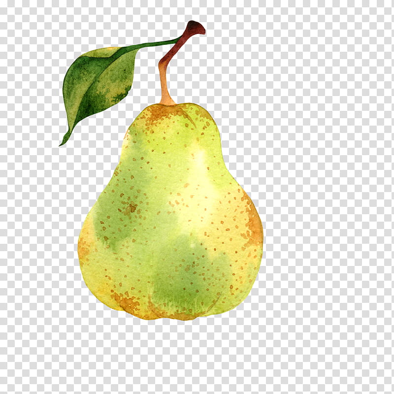 Watercolor Plant, Pear, Watercolor Painting, Fruit, Tree, Woody Plant, Accessory Fruit, Food transparent background PNG clipart