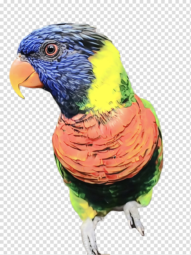 Colorful, Parrot, Bird, Exotic Bird, Tropical Bird, Parakeet, Macaw, Loriini transparent background PNG clipart