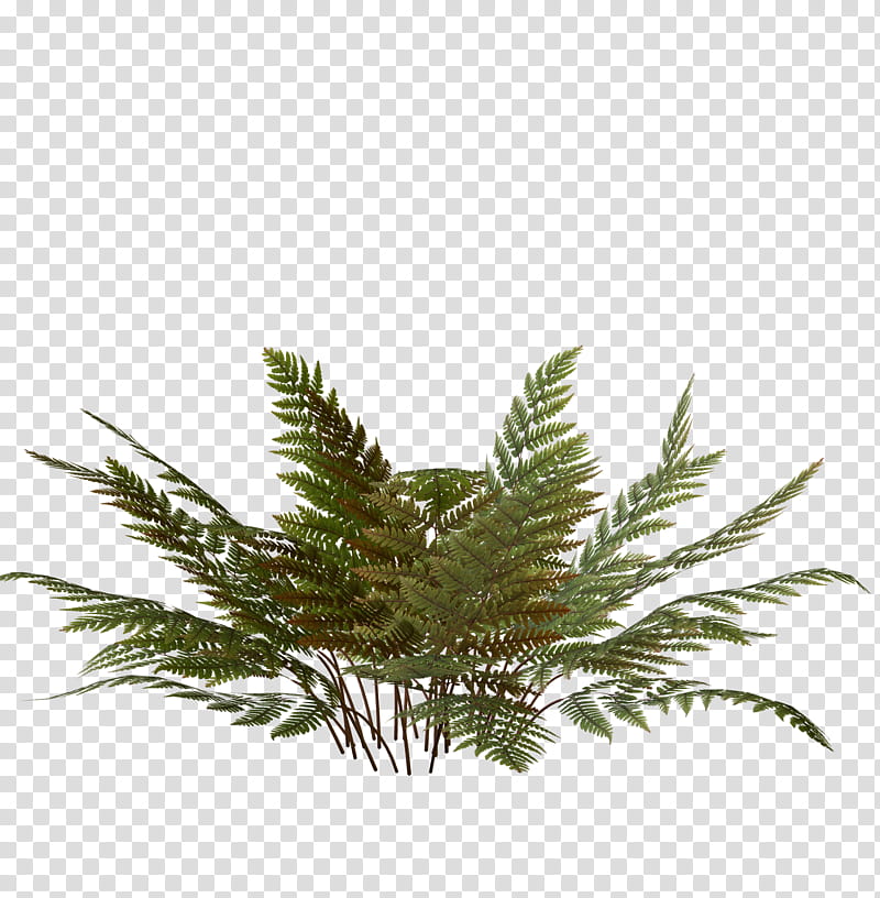 ferns night and day, green plants transparent background PNG clipart