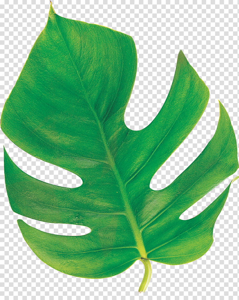 Monstera Leaf, Plant Stem, Plants, Drawing, Geometry, Sticker, Leaflet, Trunk transparent background PNG clipart