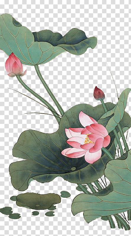 , pink lotus flower in bloom transparent background PNG clipart