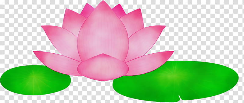 Lotus, Flower, Watercolor, Paint, Wet Ink, Lotus Family, Sacred Lotus, Petal transparent background PNG clipart
