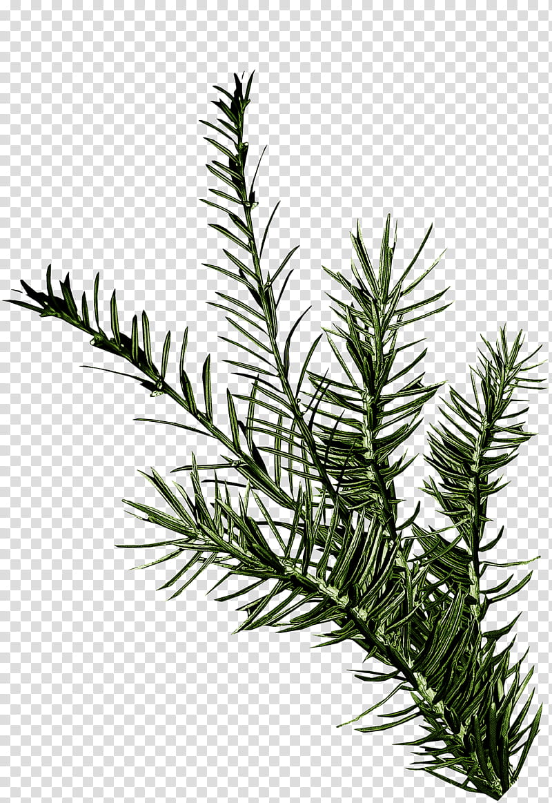 Rosemary, Shortleaf Black Spruce, Jack Pine, Yellow Fir, Balsam Fir, Lodgepole Pine, Oregon Pine, Canadian Fir transparent background PNG clipart