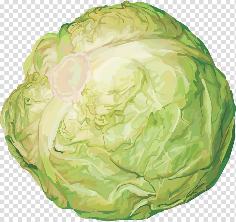 Flower Leaf, Cabbage, Vegetarian Cuisine, Cauliflower, Savoy Cabbage, Red Cabbage, Vegetable, Chinese Cabbage transparent background PNG clipart