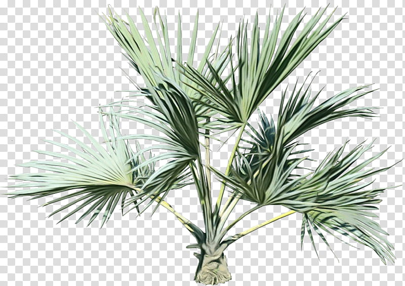 Palm Oil Tree, Watercolor, Paint, Wet Ink, Saw Palmetto, Palm Trees, Asian Palmyra Palm, Saw Palmetto Extract transparent background PNG clipart