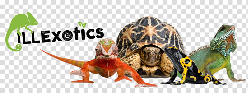 Background Floral, Velociraptor, Frog, Floral Design, Animal, South Philadelphia, Animal Figure, Turtle transparent background PNG clipart