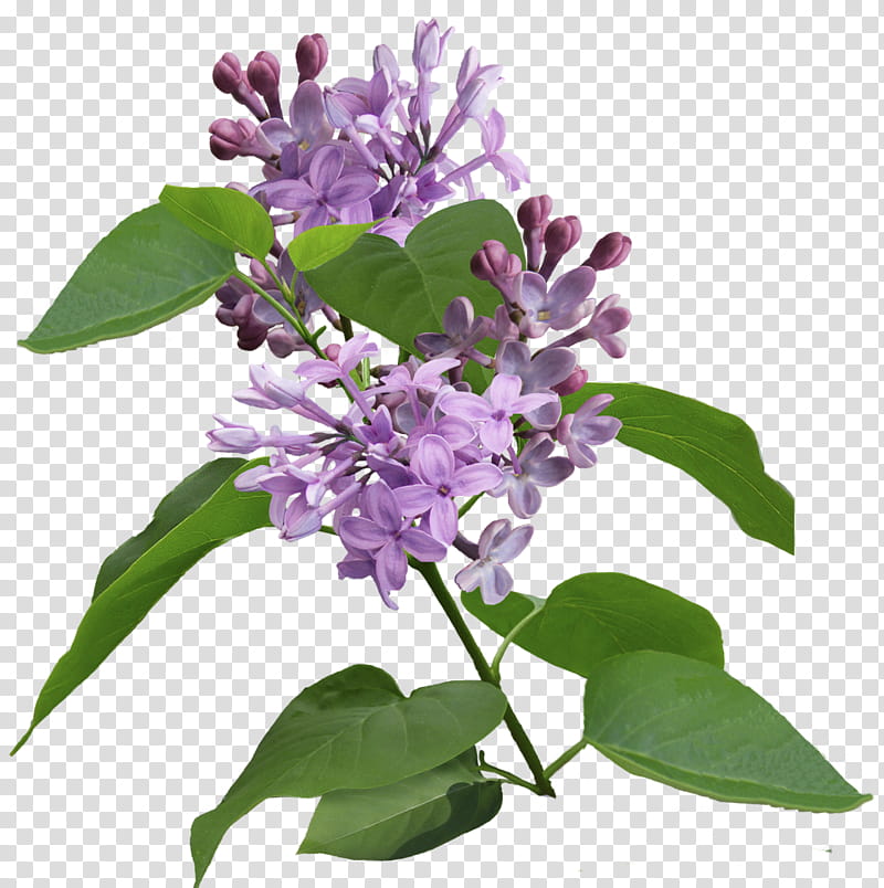 Lilac Flower, Syzygium Aromaticum, Purple, Malay Apple, Violet, Red, Plants, Color transparent background PNG clipart