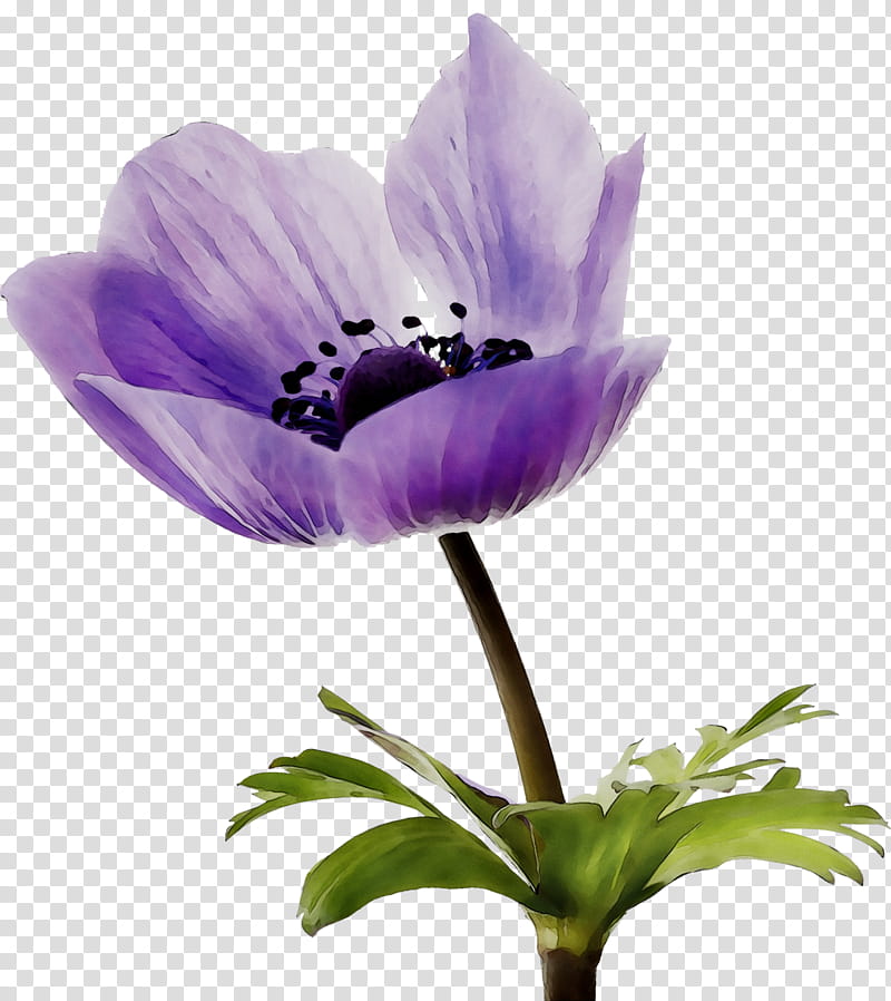 Tulip Flower, Anemone, Herbaceous Plant, Plant Stem, Plants, Petal, Purple, Violet transparent background PNG clipart