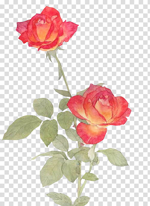 flower, two red roses illustration transparent background PNG clipart