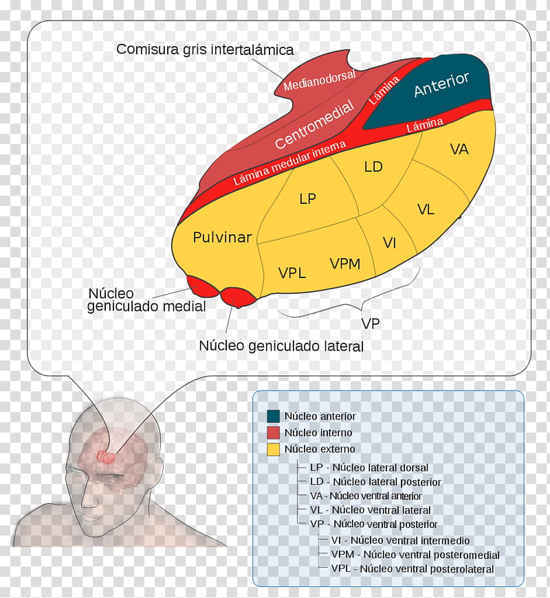 Brain, Lateral Geniculate Nucleus, Medial Geniculate Nucleus, Thalamus, Ventral Posterolateral Nucleus, Anterior Nuclei Of Thalamus, Ventral Lateral Nucleus, Visual System transparent background PNG clipart