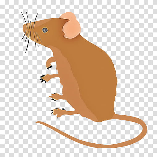 rat mouse muridae cartoon pest, Tail, Muroidea transparent background PNG clipart