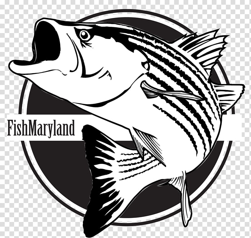 Fishing, Recreational Fishing, Game Fish, Angling, Maryland, Surf