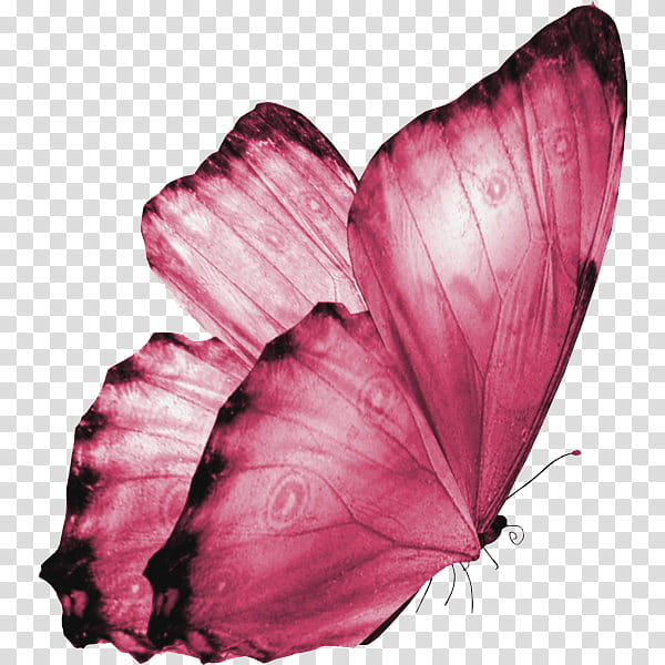 pink and black butterfly clipart png