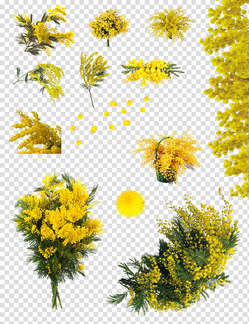acacia dealbata , yellow flowers collage transparent background PNG clipart