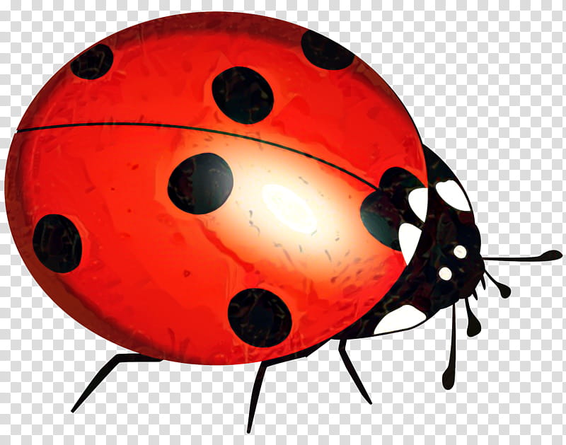 Ladybird, Beetle, Ladybird Beetle, Drawing, Insect, Lady Bird, Ladybug, Leaf Beetle transparent background PNG clipart