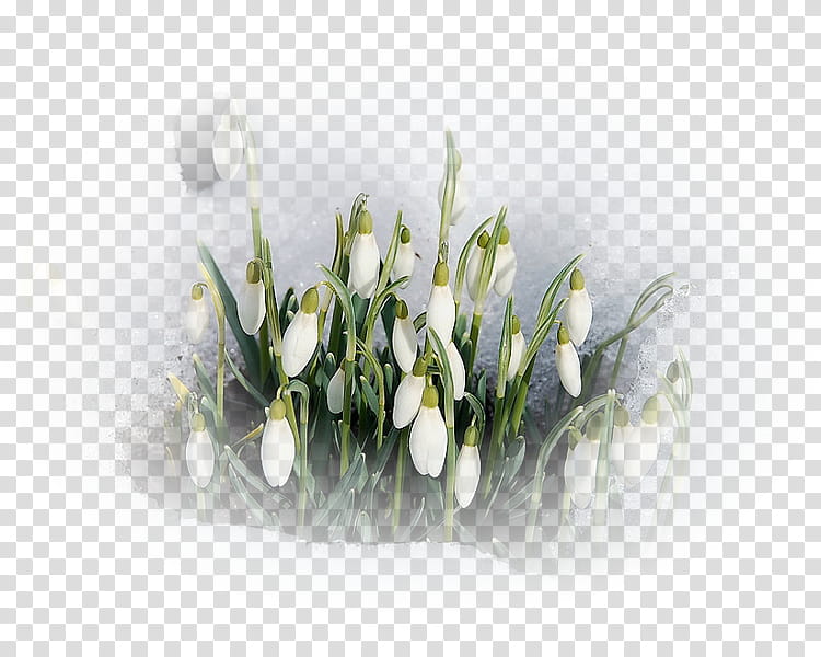 Floral Spring Flowers, March 1, Spring
, Daytime, Blog, Music, 2018, Season transparent background PNG clipart