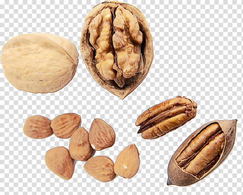 walnut nut nuts & seeds food almond, Watercolor, Paint, Wet Ink, Nuts Seeds, Pecan, Superfood, Plant transparent background PNG clipart