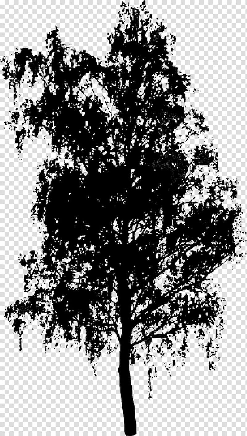 Family Tree Silhouette, Drawing, Shrub, River Birch, Trunk, Woody Plant, Branch, Blackandwhite transparent background PNG clipart