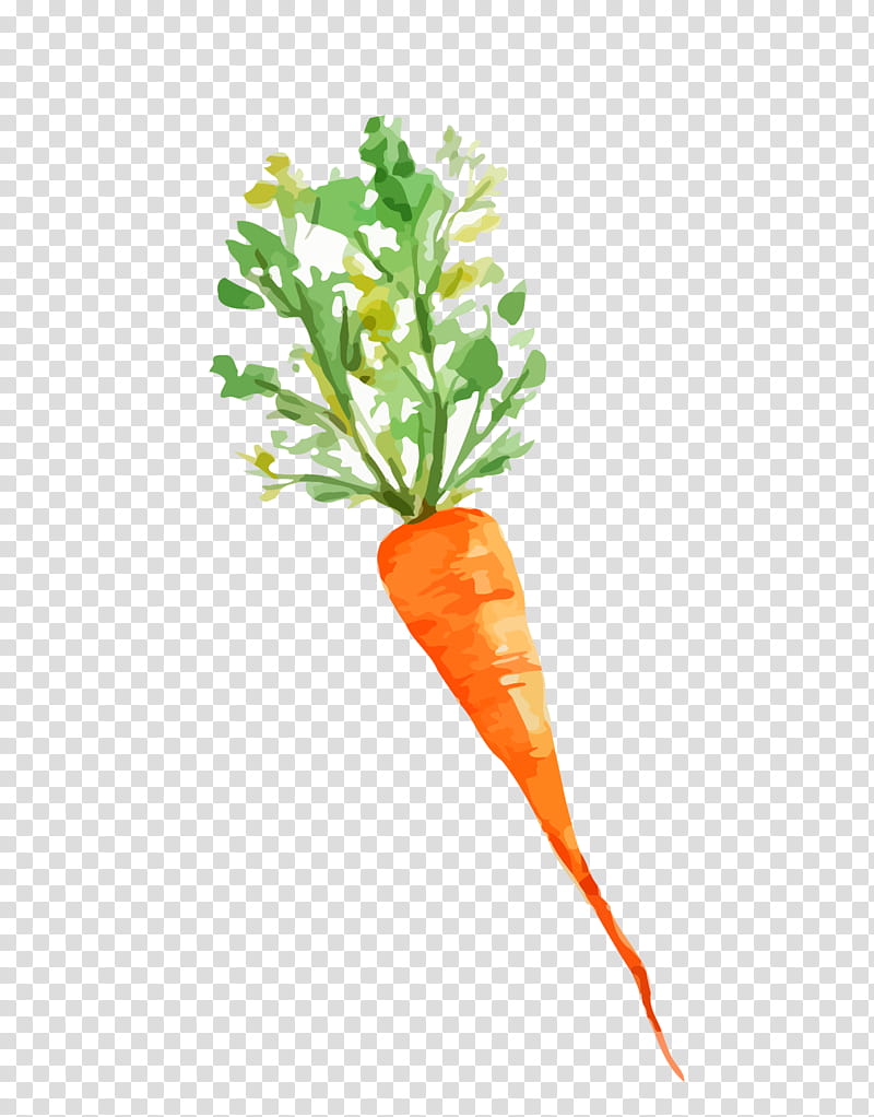 Leaf Watercolor, Baby Carrot, Vegetable, Drawing, Food, Watercolor Painting, Radish, Plant Stem transparent background PNG clipart