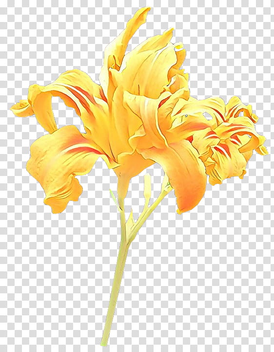 Orange, Cartoon, Flower, Yellow, Flowering Plant, Petal, Cut Flowers, Daylily transparent background PNG clipart