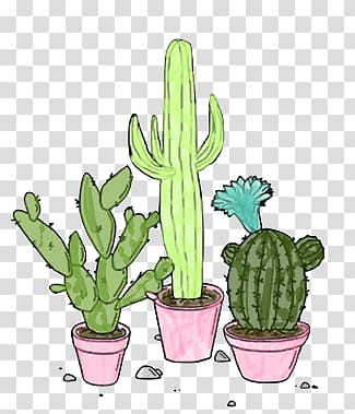s, three cacti plants in pink pots illustration transparent background PNG clipart
