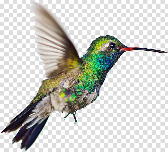 Hummingbird Drawing, Painting, Watercolor Painting, Beak, Rufous Hummingbird, Jacamar, Coraciiformes, Wildlife transparent background PNG clipart