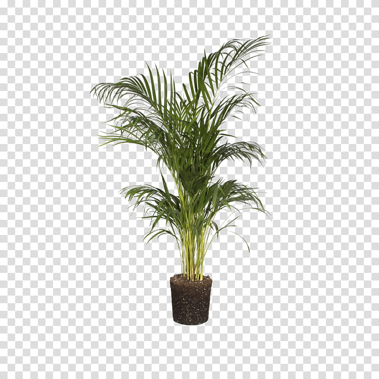 Palm Tree, Areca Palm, Houseplant, Plants, Flowerpot, Garden, Elho Pots, Spineless Yucca transparent background PNG clipart
