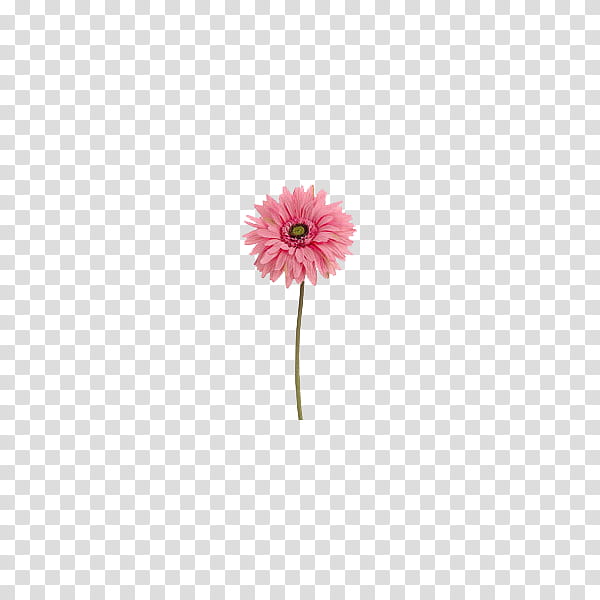 flower power s, pink petaled flower transparent background PNG clipart