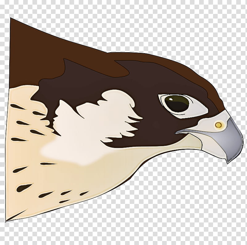 bird peregrine falcon eagle hawk bird of prey, Beak, Kite, Golden Eagle, Bald Eagle transparent background PNG clipart