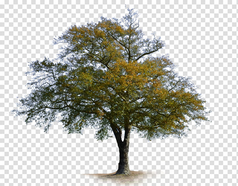 Country Road Tree DSC  , green-leafed tree transparent background PNG clipart