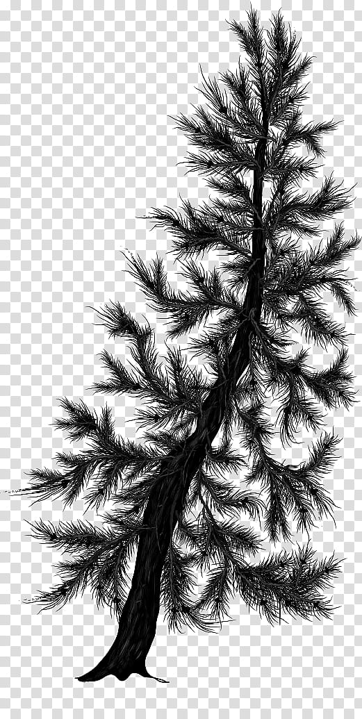 Pine Silhouettes, black pine tree transparent background PNG clipart