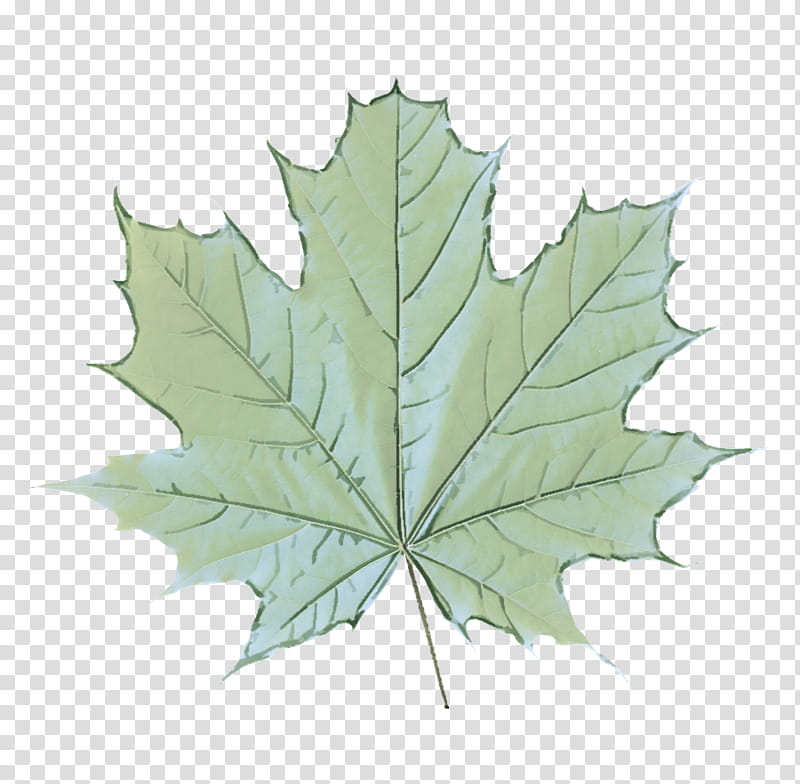 Maple leaf, Black Maple, Tree, Plant, Plane, Woody Plant, Flowering Plant, Planetree Family transparent background PNG clipart