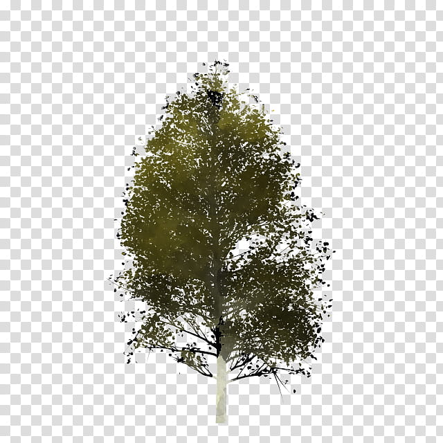 Plane, Tree, Plant, Woody Plant, White Pine, Leaf, American Larch, Canoe Birch transparent background PNG clipart