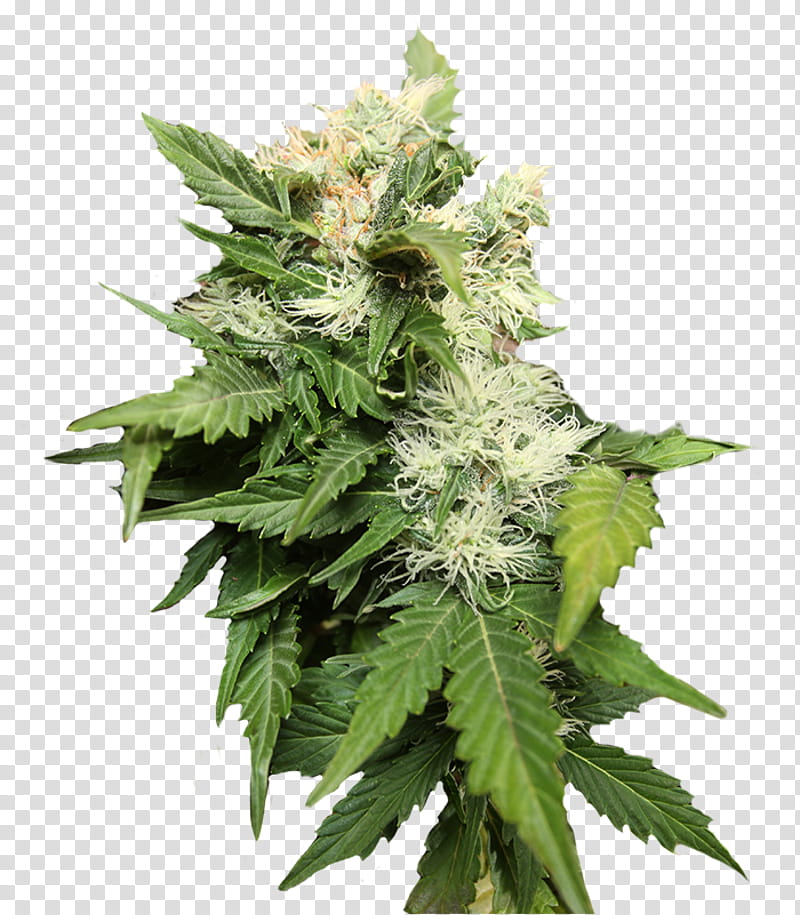 Bank, Cannabis, Seed, Grow Shop, Hemp, Cannabis Sativa, Sensi Seeds, Kush, Seed Bank transparent background PNG clipart