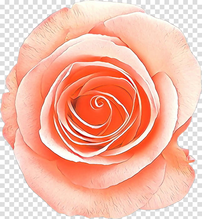 Garden roses, Cartoon, Pink, Petal, Flower, Hybrid Tea Rose, Floribunda, Rose Family transparent background PNG clipart