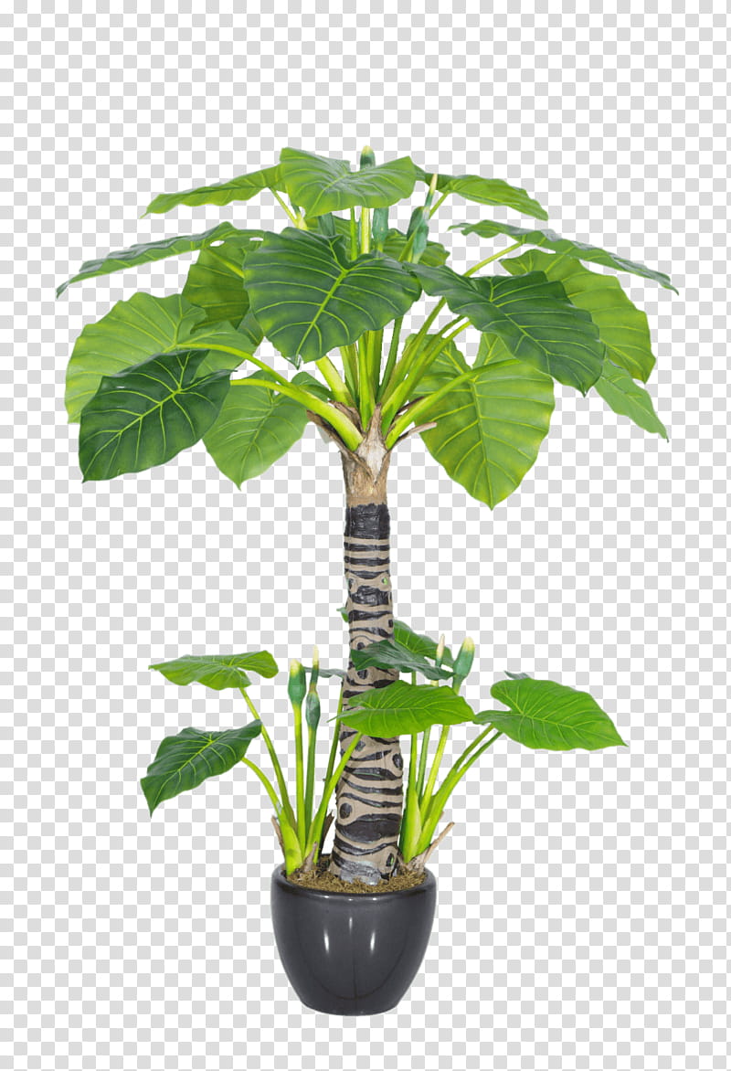 Green Leaf, Plants, Viridiplantae, Alocasia Odora, Houseplant, Topiary, Guiana Chestnut, Tree transparent background PNG clipart