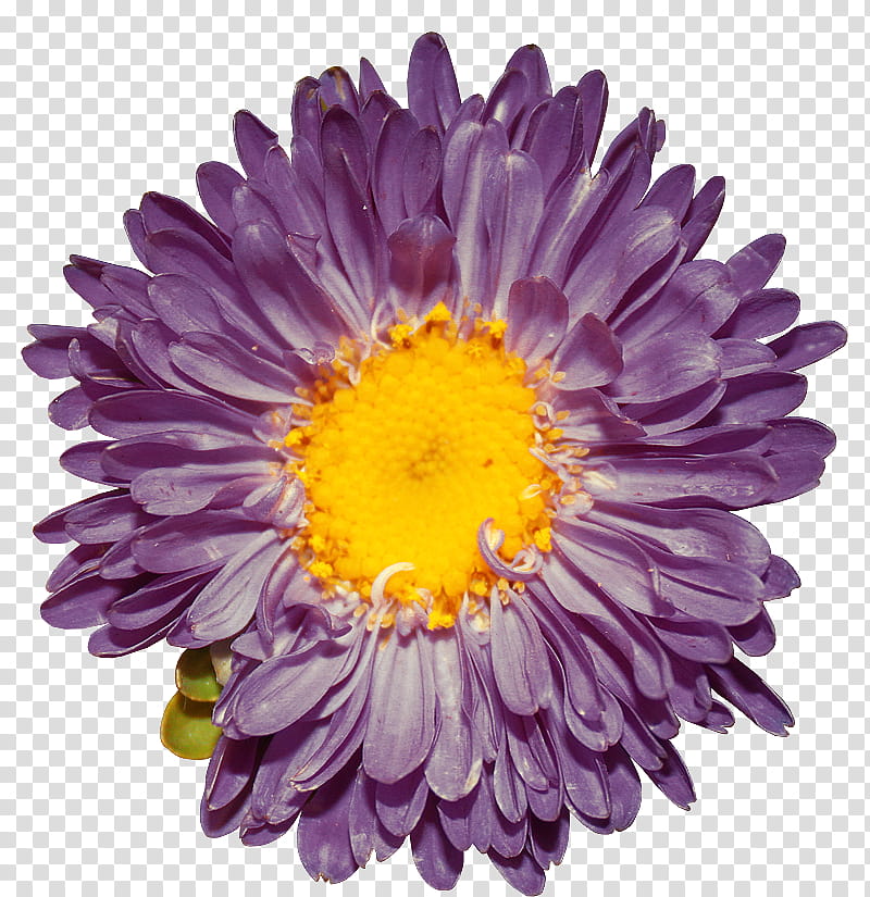 Flores, purple cluster petaled flower transparent background PNG clipart